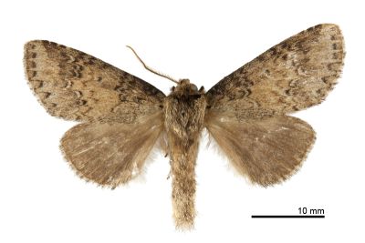 臺灣新林舟蛾 Neodrymonia taiwana 雄蟲
