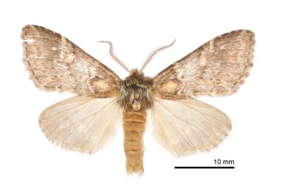 薄霧舟蛾 Nephodonta cognata 雄蟲