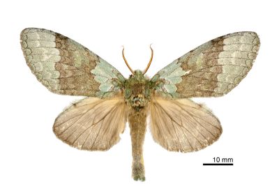 梭舟蛾 Netria multispinae multispinae 雄蟲