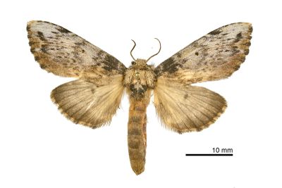 朴娜舟蛾 Norracoides basinotata 雌蟲