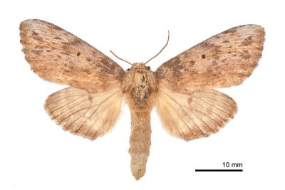 朴娜舟蛾 Norracoides basinotata 雌蟲