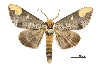 窄掌舟蛾 Phalera angustipennis 雄蟲