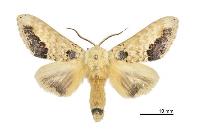 蘋掌舟蛾 Phalera flavescens flavescens 雄蟲