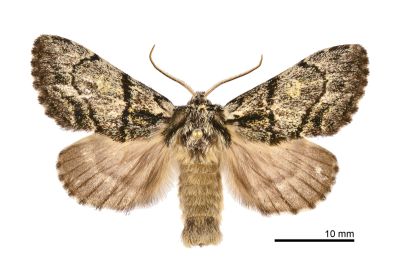 蓬萊曼蠶舟蛾 Phalerodonta manleyi formosana 雄蟲