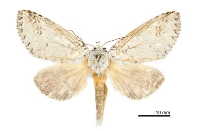 銀擬紛舟蛾 Pseudofentonia argentifera argentifera 雌蟲