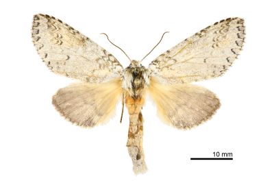 銀擬紛舟蛾 Pseudofentonia argentifera argentifera 雌蟲