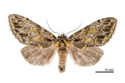 金絲舟蛾 Pseudosomera noctuiformis yunwu 雌蟲