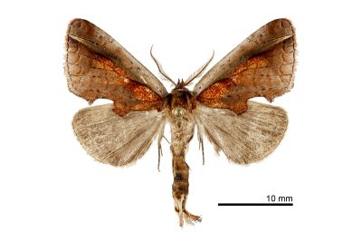 銹玫舟蛾 Rosama ornata 雄蟲