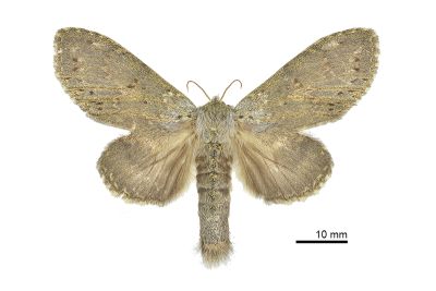 臺蟻舟蛾 Stauropus teikichiana teikichiana 雌蟲