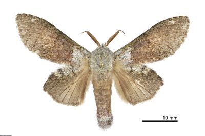 臺蟻舟蛾 Stauropus teikichiana teikichiana 雄蟲