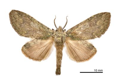 青苔胯舟蛾 Syntypistis cyanea cyanea 雌蟲