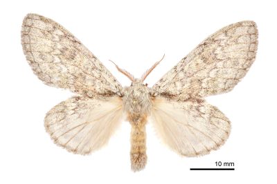 明胯舟蛾 Syntypistis perdix perdix 雄蟲