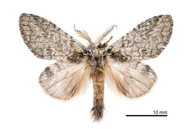 普氏胯舟蛾 Syntypistis pryeri 雄蟲