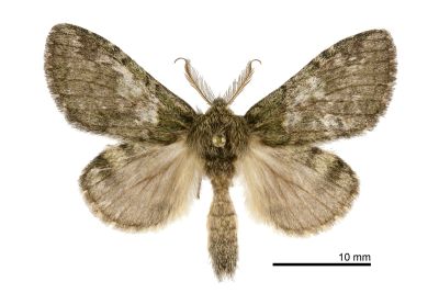 太平山胯舟蛾 Syntypistis taipingshanensis 雄蟲