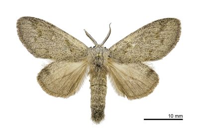 淡紋胯舟蛾 Syntypistis subgeneris subgeneris 雄蟲