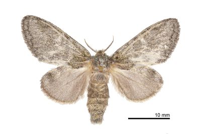 太平山胯舟蛾 Syntypistis taipingshanensis 雌蟲