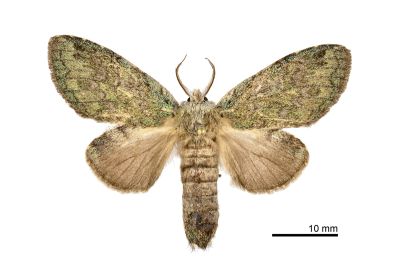 齒紋胯舟蛾 Syntypistis umbrosa 雌蟲