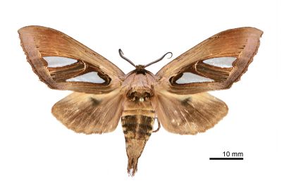 日本銀斑舟蛾 Tarsolepis japonica 雌蟲