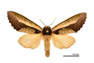 雙色美舟蛾 Uropyia meticulodina 雌蟲