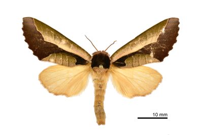 雙色美舟蛾 Uropyia meticulodina 雌蟲