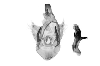 宇老荻舟蛾 Dypna yulaonensis 雄蟲