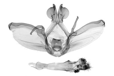 間掌舟蛾 Mesophalera sigmata 雄蟲