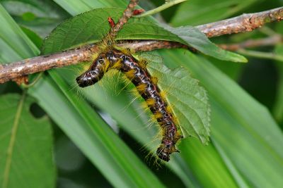 蘋掌舟蛾 Phalera flavescens flavescens
