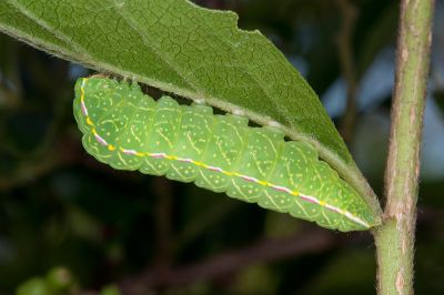 緣紋新林舟蛾 Neodrymonia marginalis