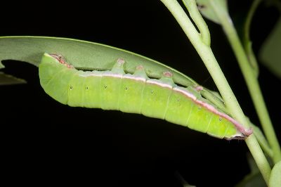 Mesoplectra sigmata