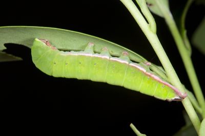Mesoplectra sigmata
