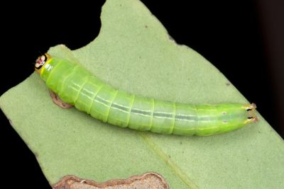 Mesoplectra sigmata