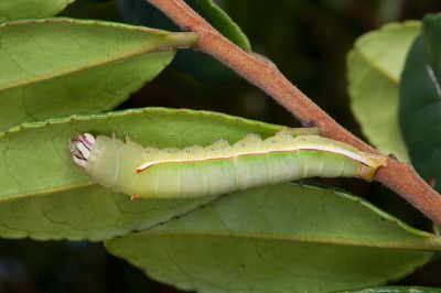 霧迴舟蛾 Disparia diluta variegata