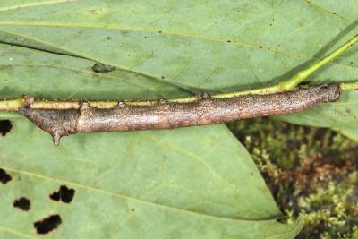 絲舟蛾 Higena trichosticha