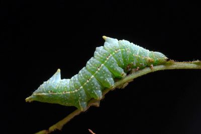 灰舟蛾 Notodonta griseotincta