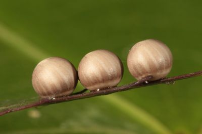 著蕊尾舟蛾 Dudusa nobilis