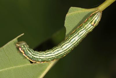 朴娜舟蛾 Norracoides basinotata