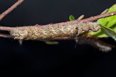 Clostera restituta