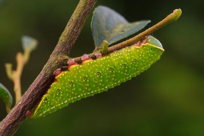 淡紋胯舟蛾 Syntypistis subgeneris subgeneris