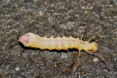 灰蟻舟蛾（暫稱） Cnethodonta grisescens baibarana