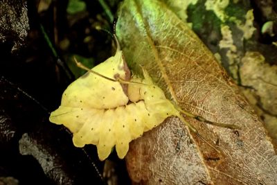 灰蟻舟蛾（暫稱） Cnethodonta grisescens baibarana