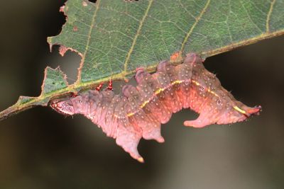 灰舟蛾 Notodonta griseotincta