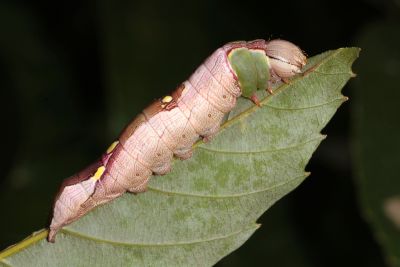 眉原紛舟蛾 Fentonia baibarana