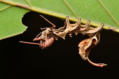 高椋氏綠蟻舟蛾 Stauropus takamukuanus