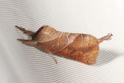 Clostera restituta 雄蟲