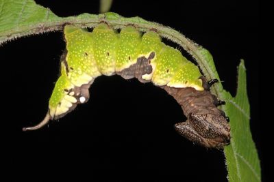雙色美舟蛾 Uropyia meticulodina