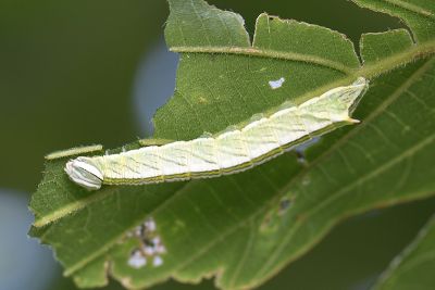 木舟蛾 Chadisra bipartita