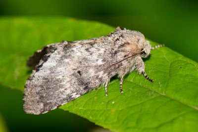 昏舟蛾 Betashachia angustipennis angustipennis 雌蟲