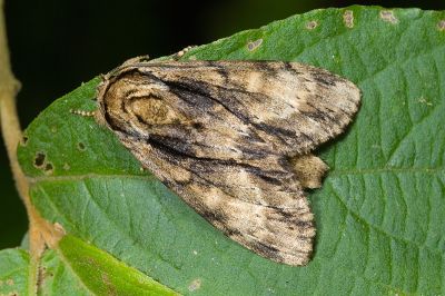 沙舟蛾 Shaka atrovittatus mushana 雄蟲