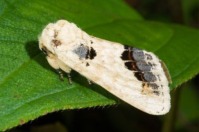 蘋掌舟蛾 Phalera flavescens flavescens 雄蟲