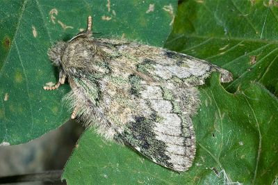 齒紋胯舟蛾 Syntypistis umbrosa 雌蟲